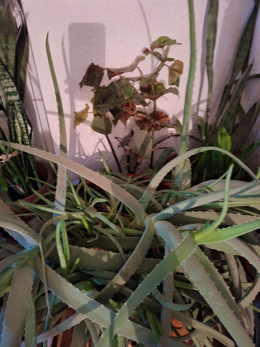 8000 сомАлоэ (вероятно, Aloe arborescens) в крупном пластиковом: фото 2