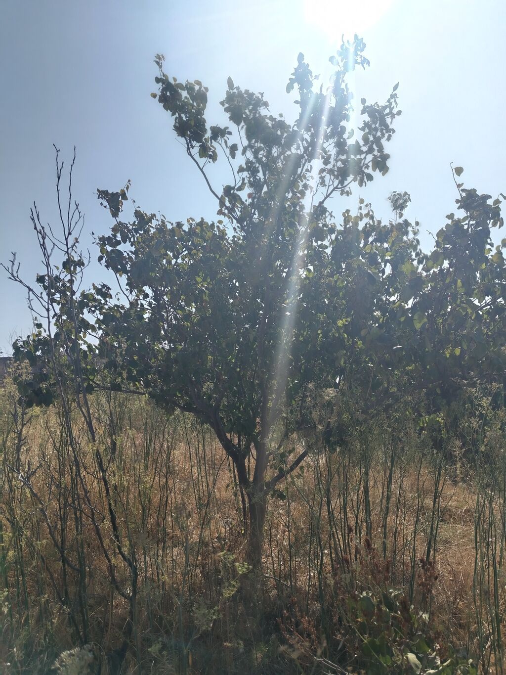 5 otaqlı, 180 kv. m, Təmirsiz
