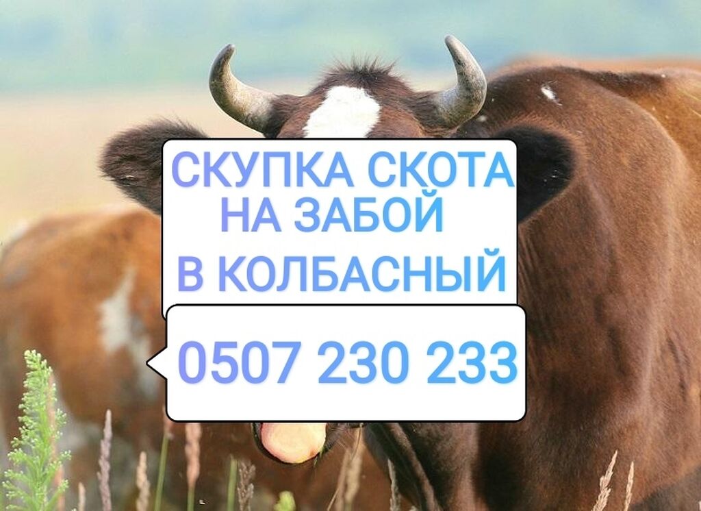 Скупщик скота. Выкуп КРС.