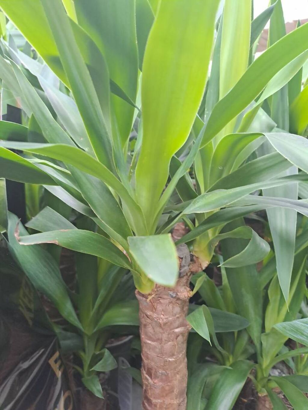 Yucca, Drvo Zivota, 70 centimetara sa: 500 RSD  Ostale kune biljke |  Beograd | 44092943  lalafo.rs