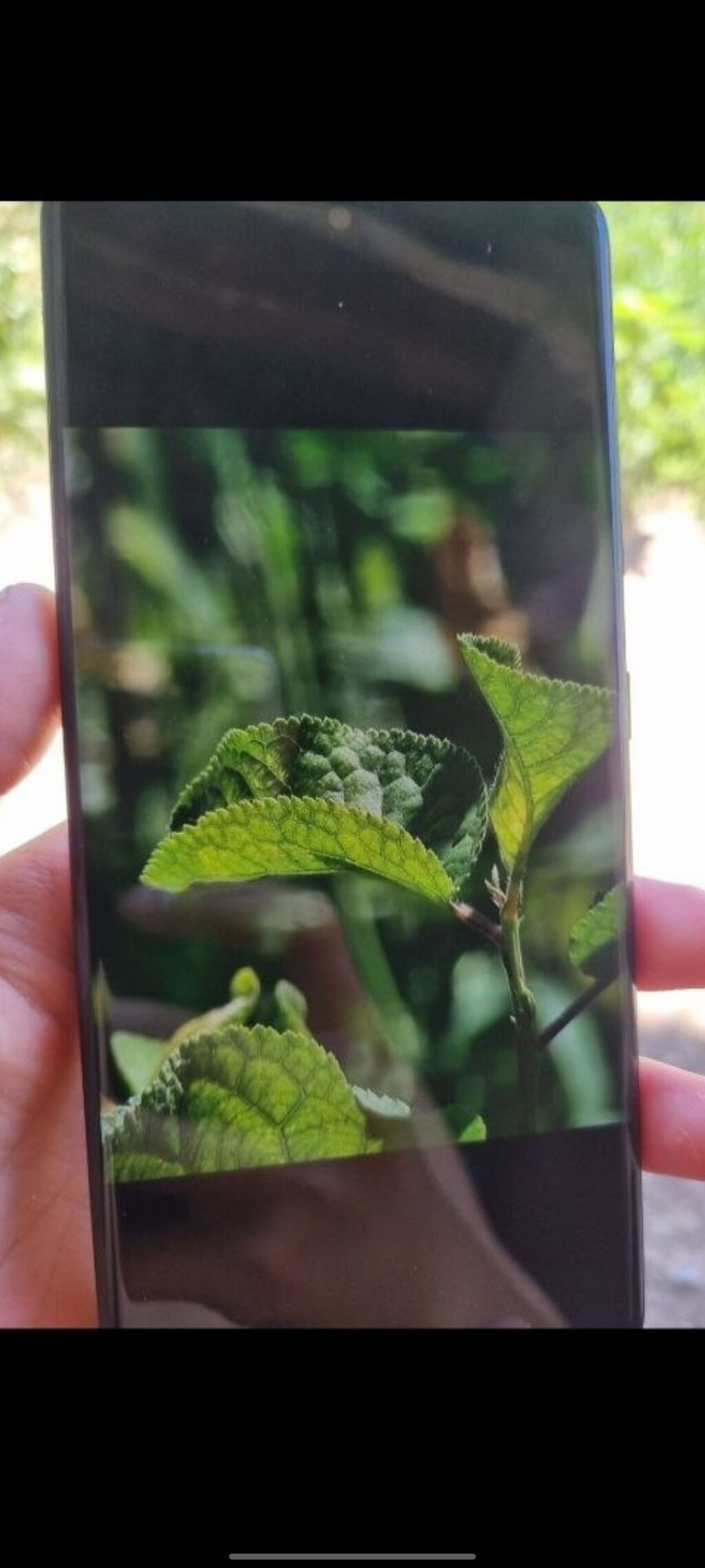 В продаже Samsung s21 ultra 5g 256/12 очен хорошо работает камера: фото 3