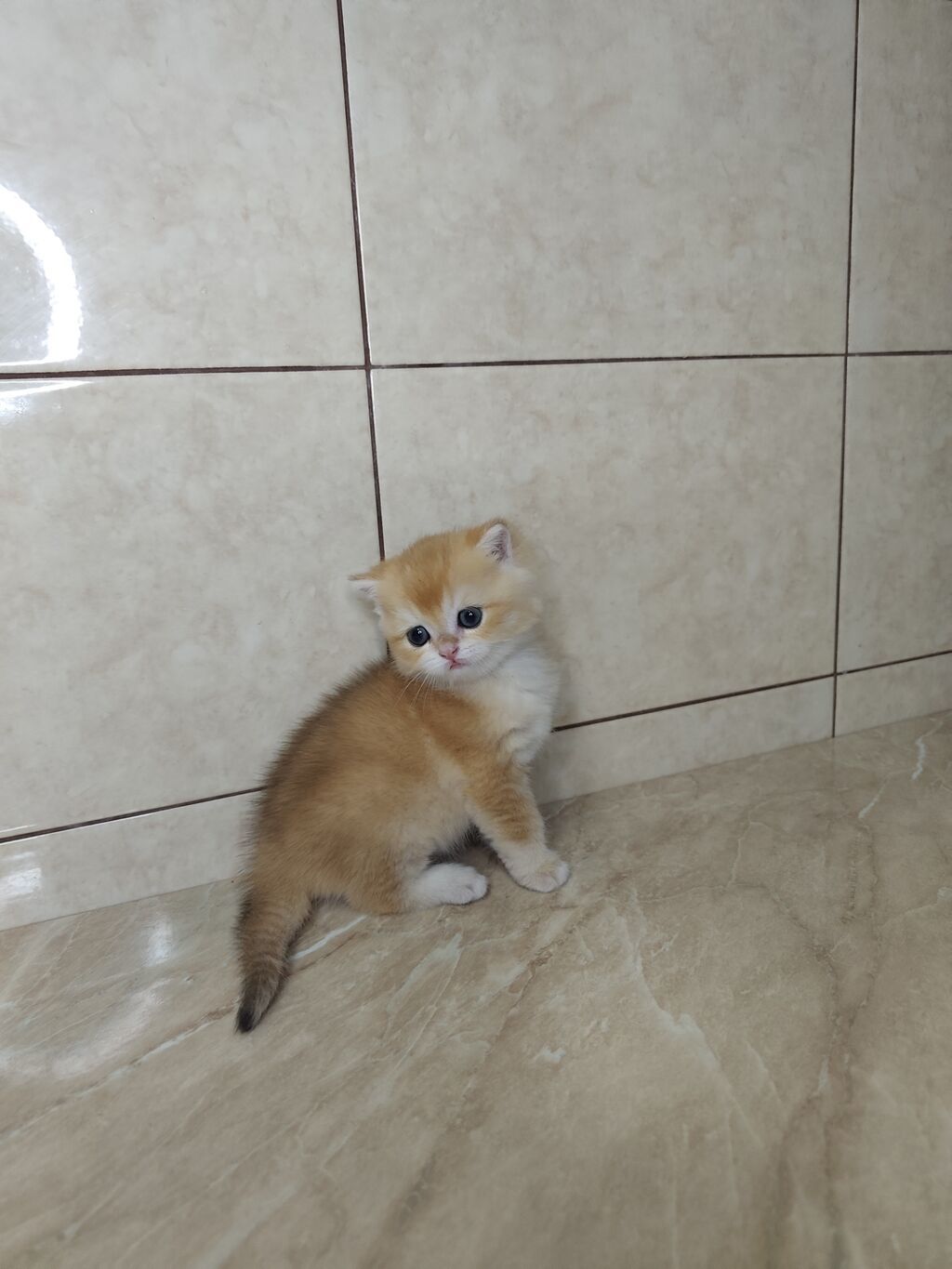 Британская короткошёрстная, 3 месяца, Мальчик, Золотая шиншилла, Приучена к лотку: фото 5