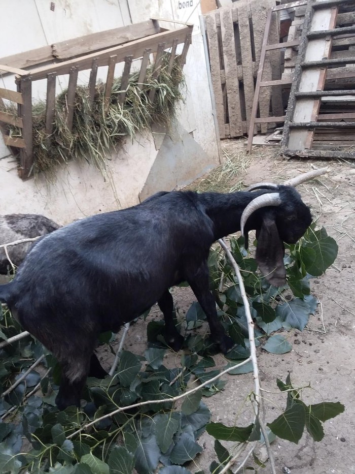 Kənd təsərrüfatı heyvanları: - lalafo.az Bakı şəhərində