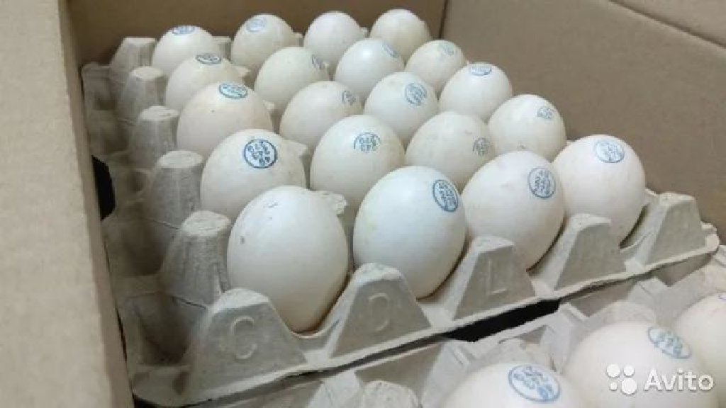 Воронеж купить инкубационное. Яйцо инкубационное Мулард. Инкубационное яйцо уток мулардов. Инкубационное яйцо утки Орвия. Утиное яйцо муларды.