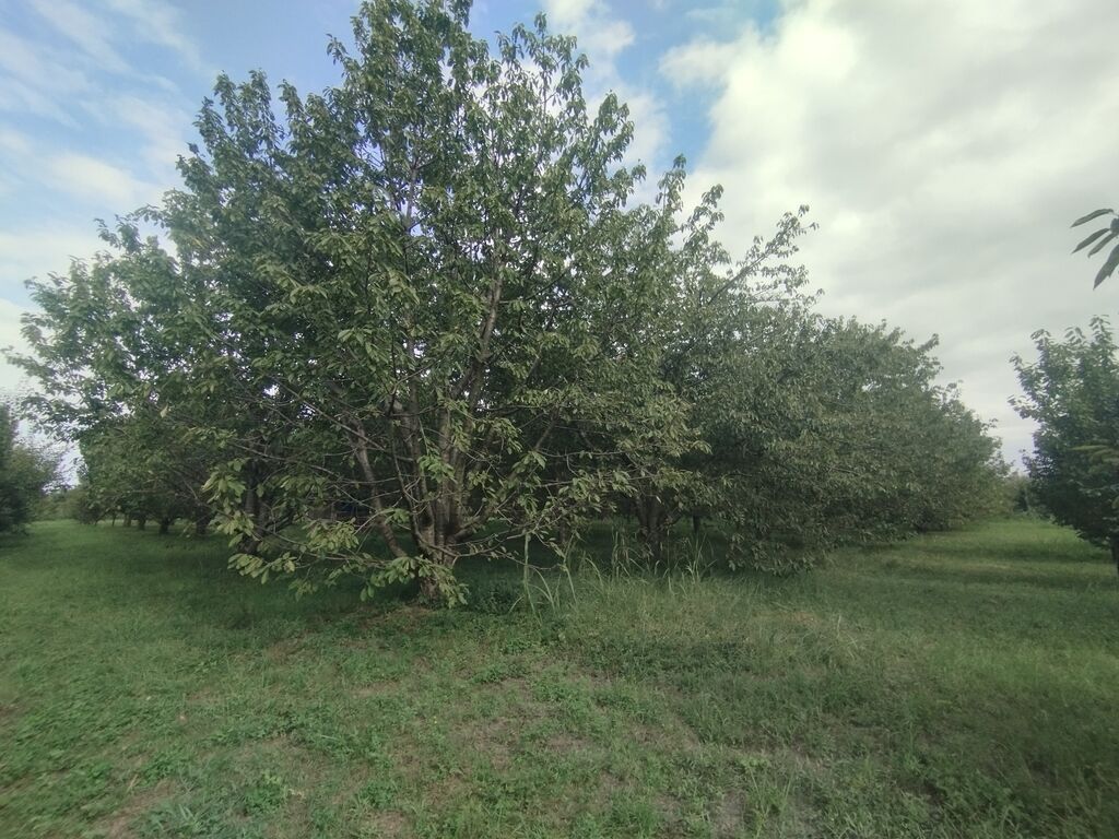 80 sot, Kənd təsərrüfatı, Mülkiyyətçi, Kupça (Çıxarış)