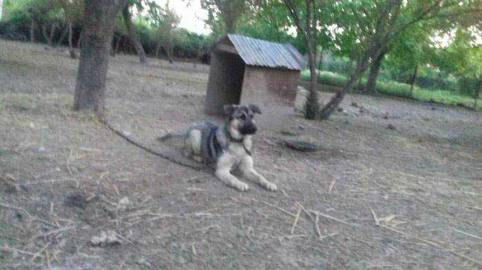 İtlər: It - lalafo.az Ağsu şəhərində It