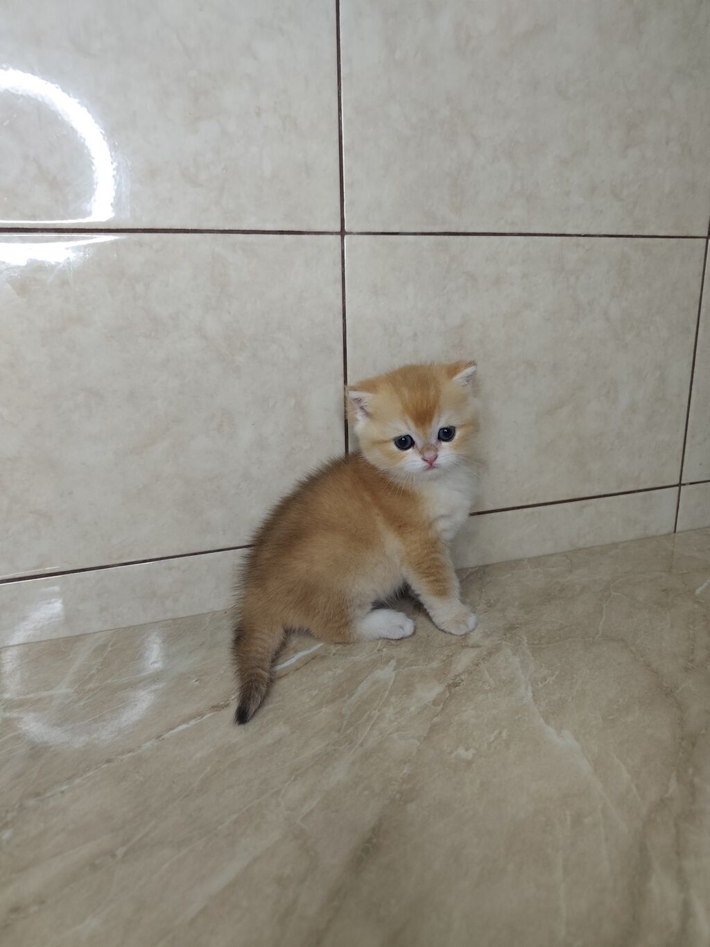 Британская короткошёрстная, 3 месяца, Мальчик, Золотая шиншилла, Приучена к лотку: фото 4