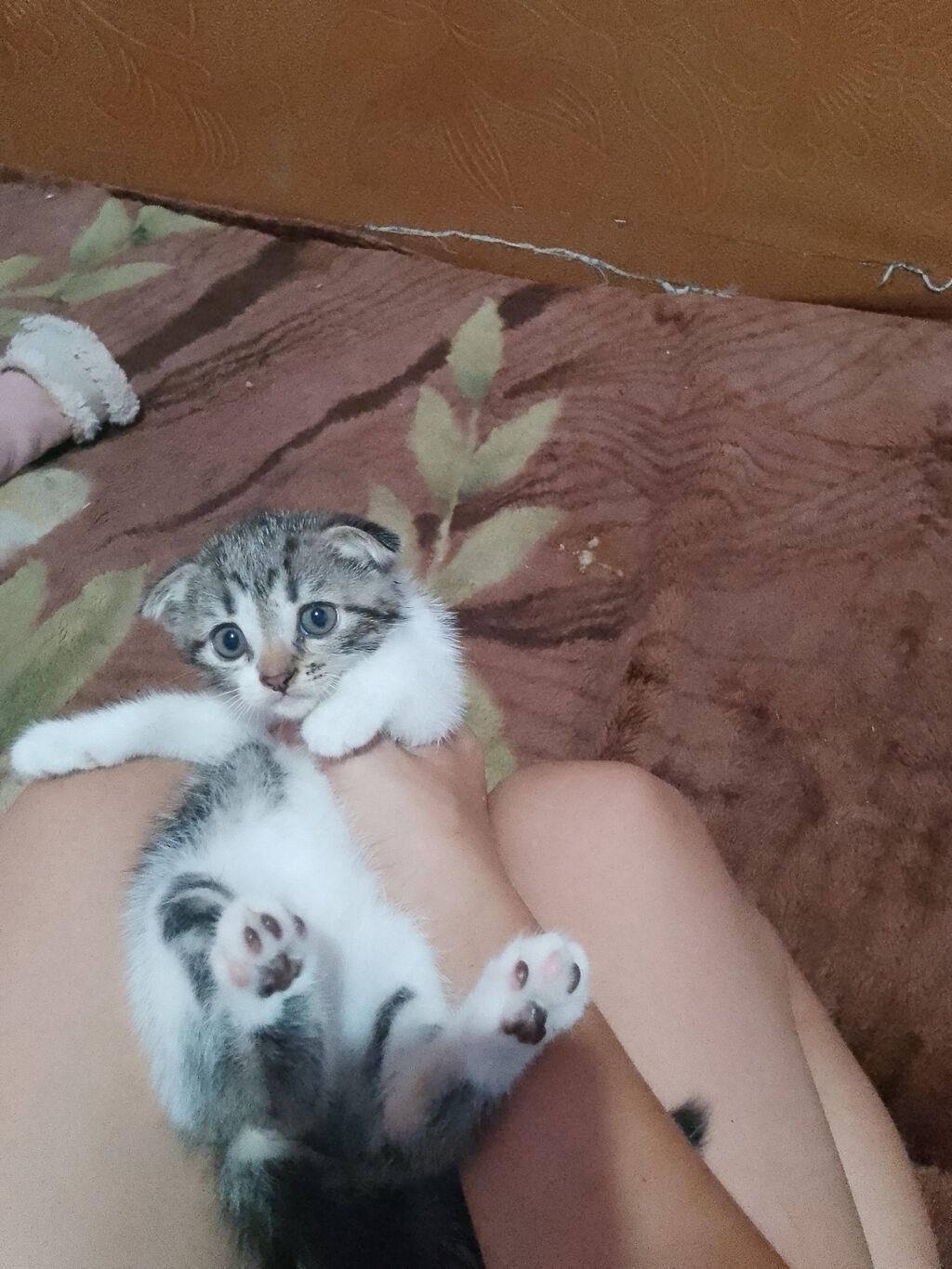 Скотиш Страйт (Шотландская прямоухая), 1 месяц, Девочка, Приучена к лотку: фото 4