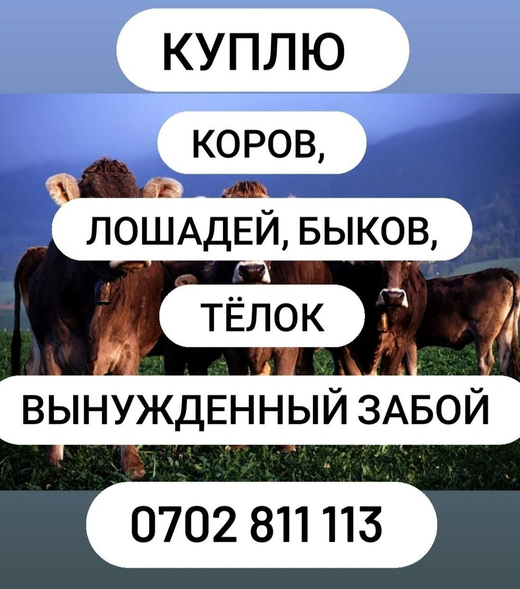 В Колбасный, цех принемаем коров, быков: Договорная ᐈ Куплю с/х животных |  Кемин | 78718631 ➤ lalafo.kg