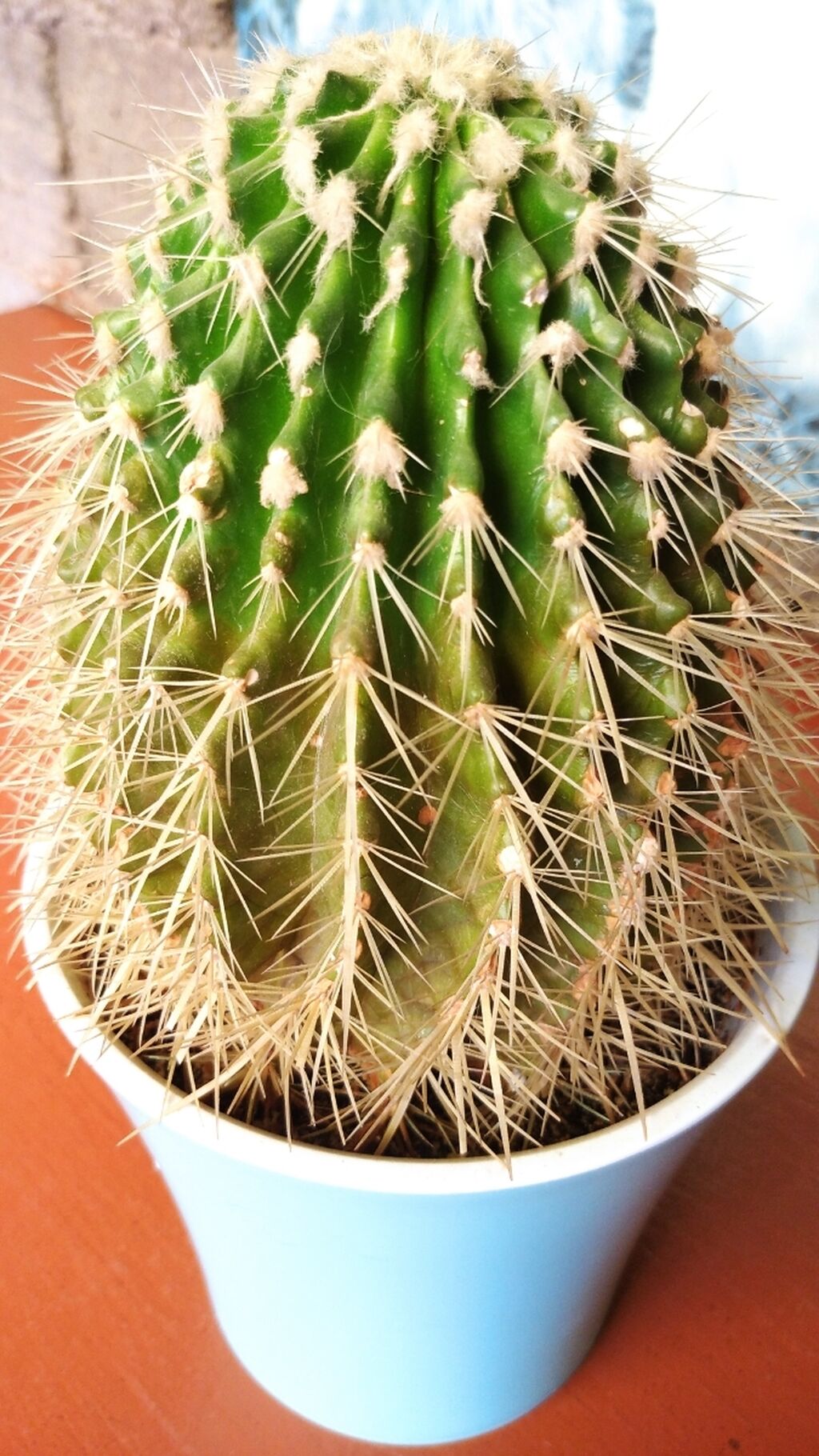 кактус опунция цветет.