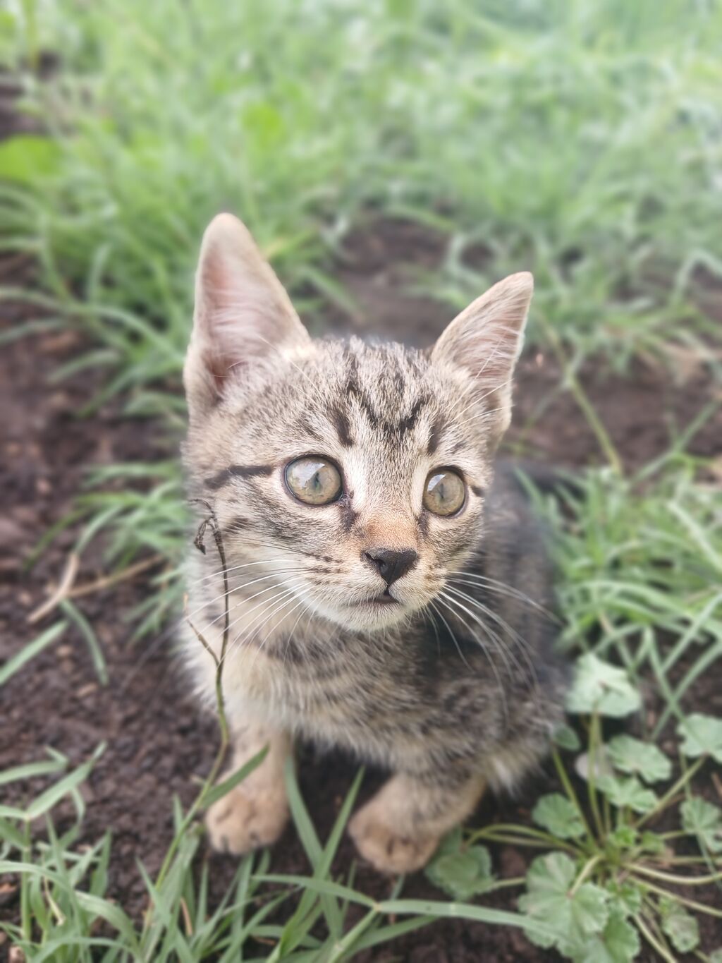 Котёнок, тигровый окрас (серо-коричневый табби) с выразительными: фото 2