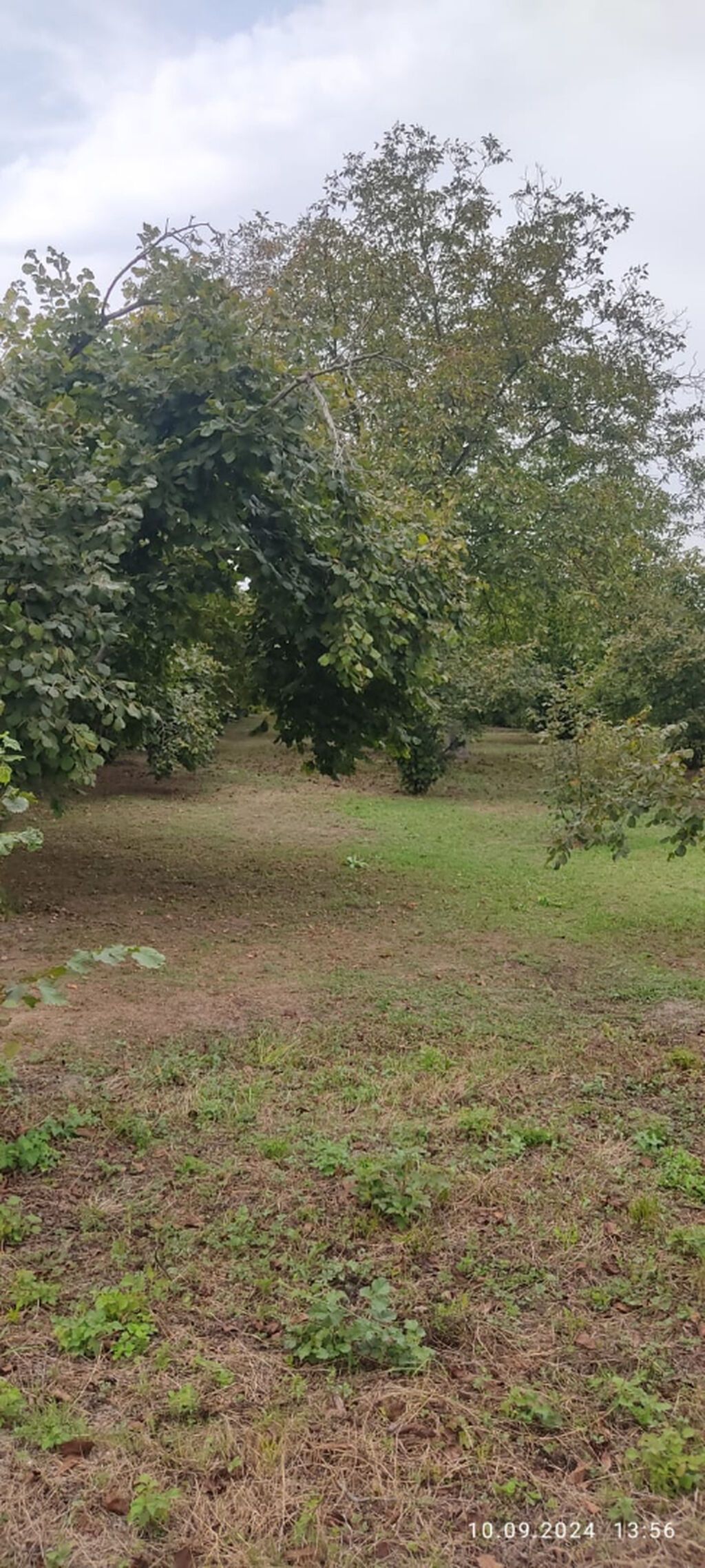 80 sot, Kənd təsərrüfatı, Mülkiyyətçi, Kupça (Çıxarış)