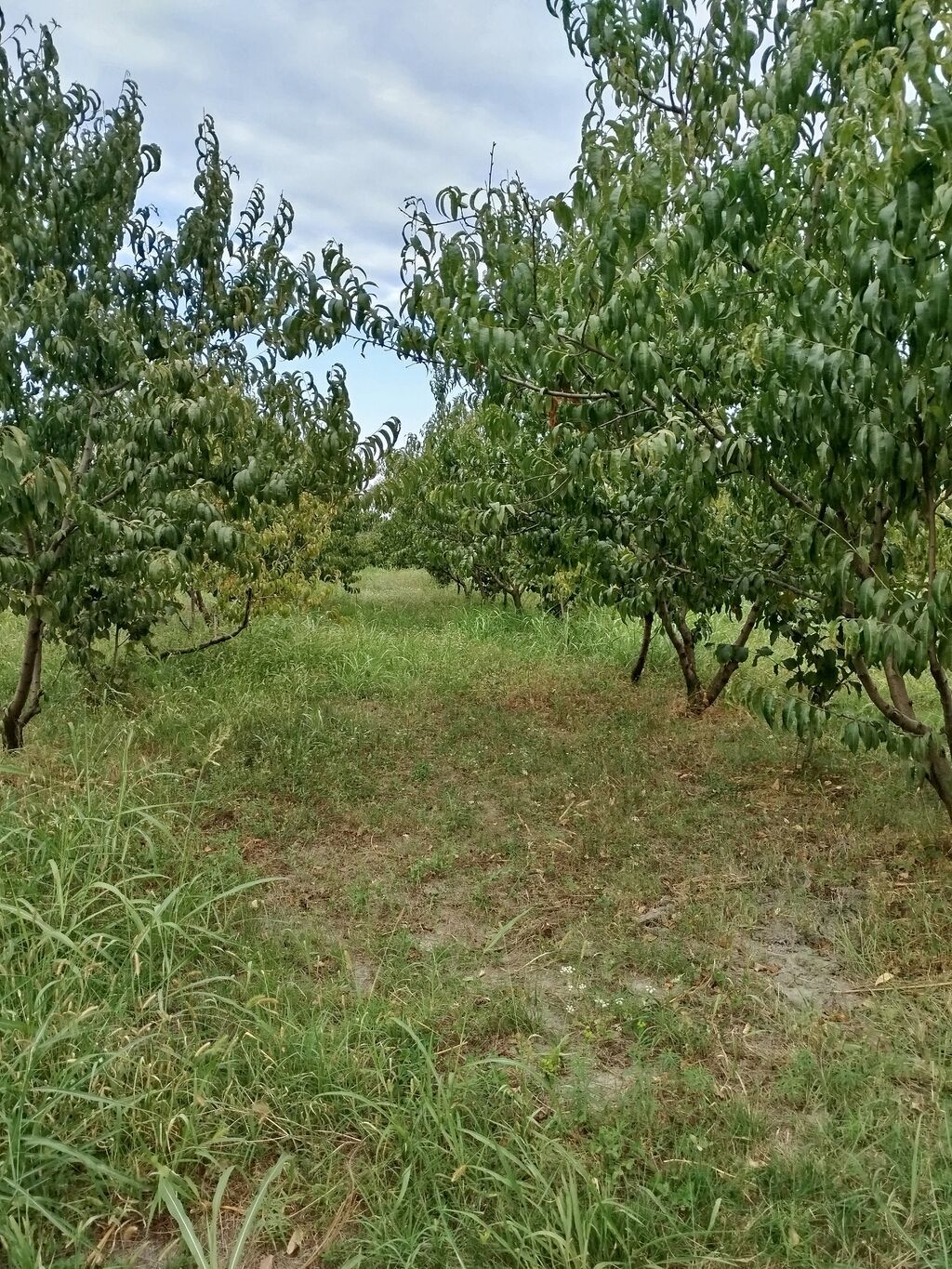 Kənd təsərrüfatı