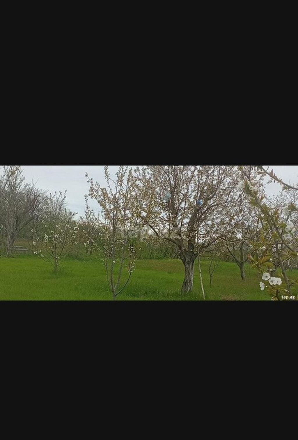 Kənd təsərrüfatı, Makler, Kupça (Çıxarış)
