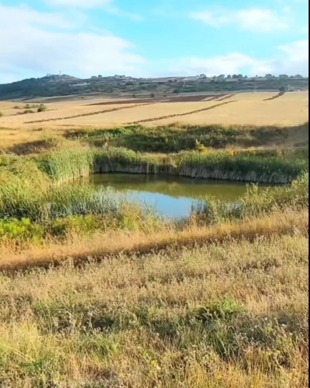1100 sot, Tikinti, Maklerlər narahat etməsin, Kupça (Çıxarış)