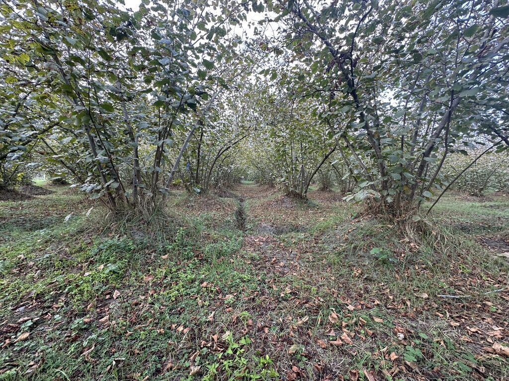 32 sot, Kənd təsərrüfatı, Mülkiyyətçi, Kupça (Çıxarış)