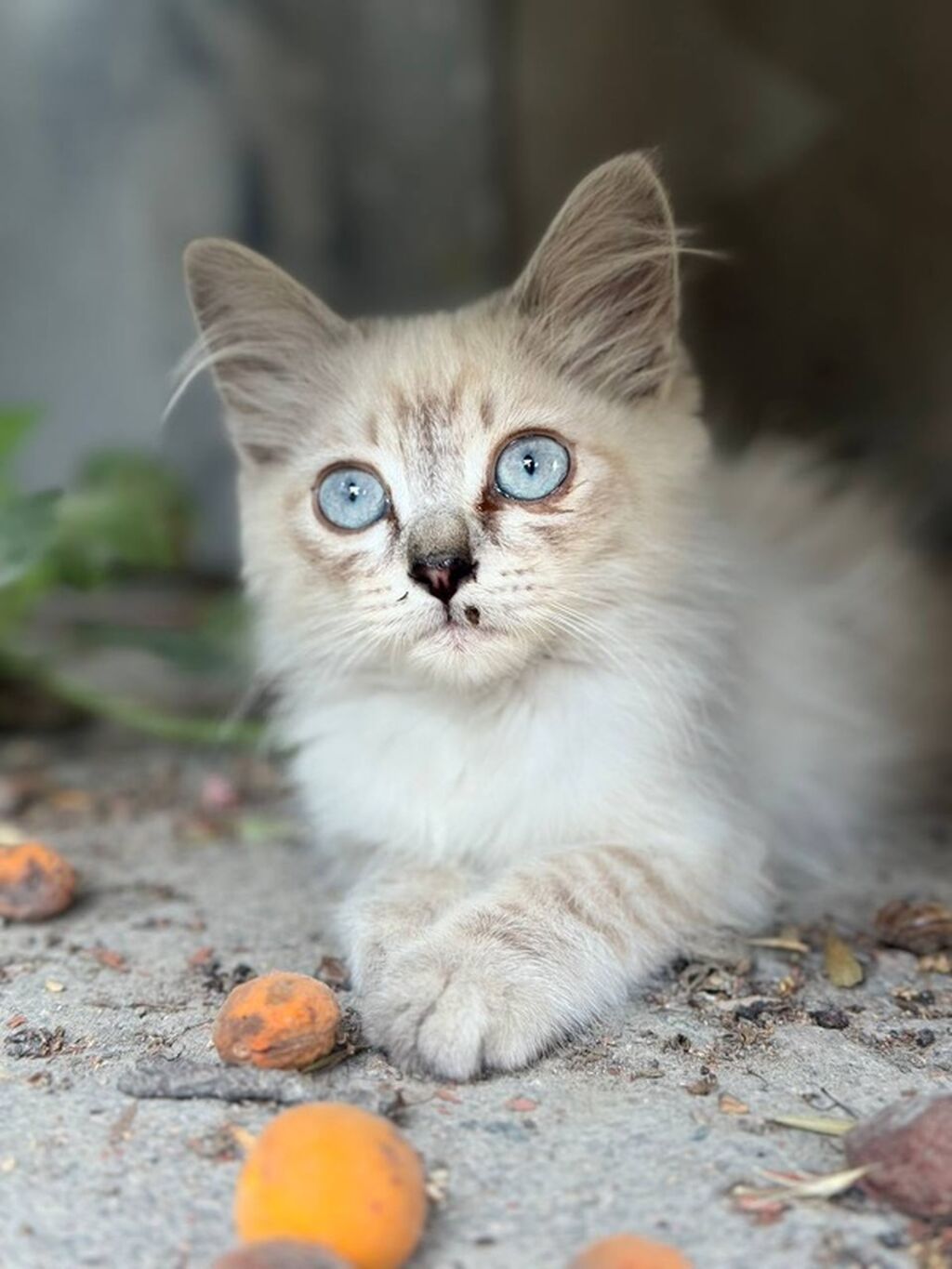 Возьмите кошку - котят в добрые руки! Котятки с голубыми глазами и — фото 3