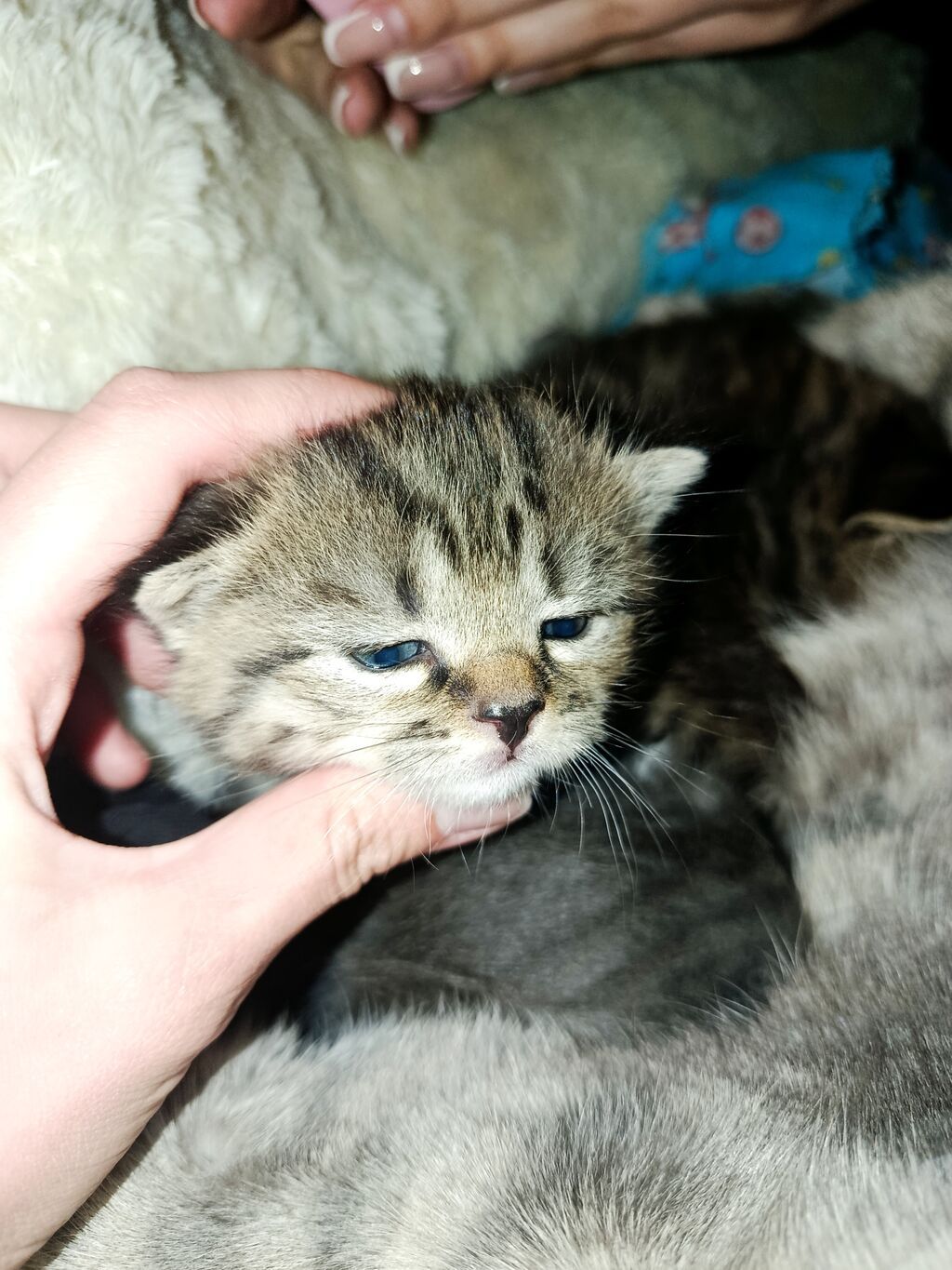 Скотиш Страйт (Шотландская прямоухая), 3 месяца, Девочка, Серый, Приучена к лотку: фото 3