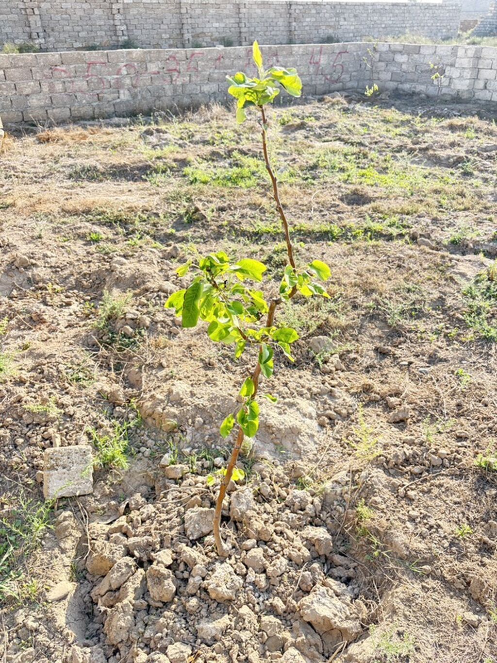 Satılır: torpaq sahəsi 2.5 Suraxani rayonunda yerlewir.qiymet 1 sota