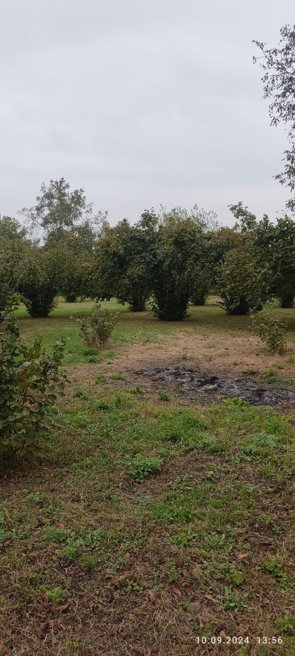 80 sot, Kənd təsərrüfatı, Mülkiyyətçi, Kupça (Çıxarış)