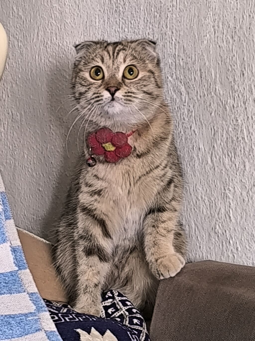 Котята, помёт из трёх малышей: -Родились: фото 7