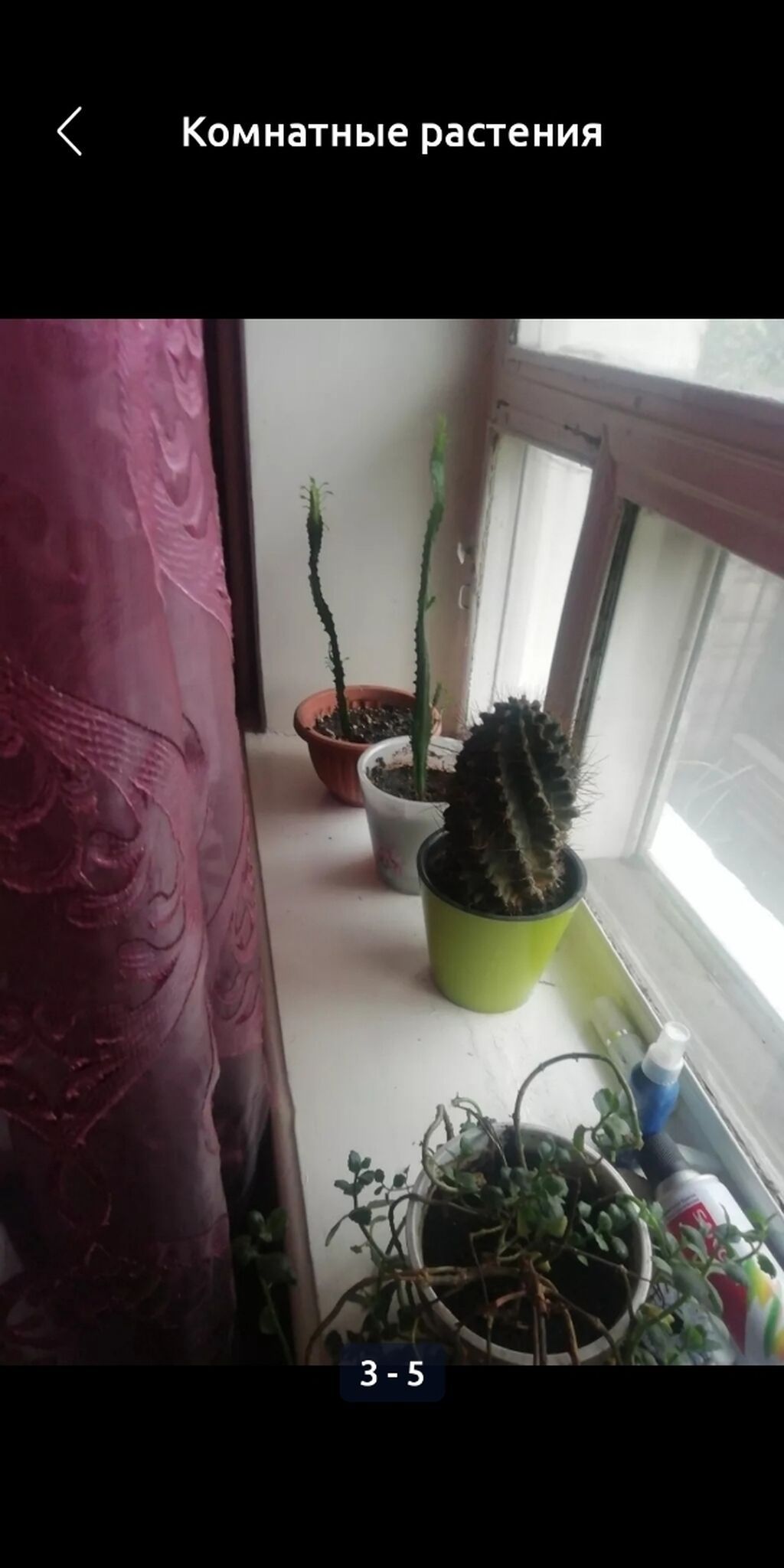 Комнатные растения: фото 3