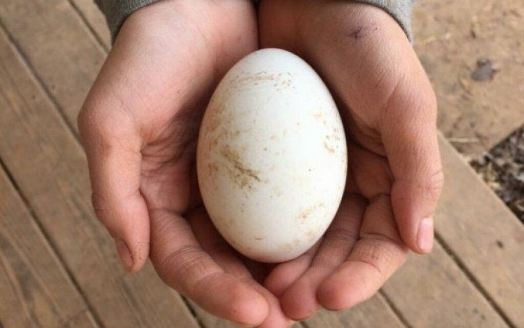 Гусиные яйца едят. Гусиные яйца. Утиные яйца. Яйцо гусиное инкубационное. Яйцо утиное инкубационное.