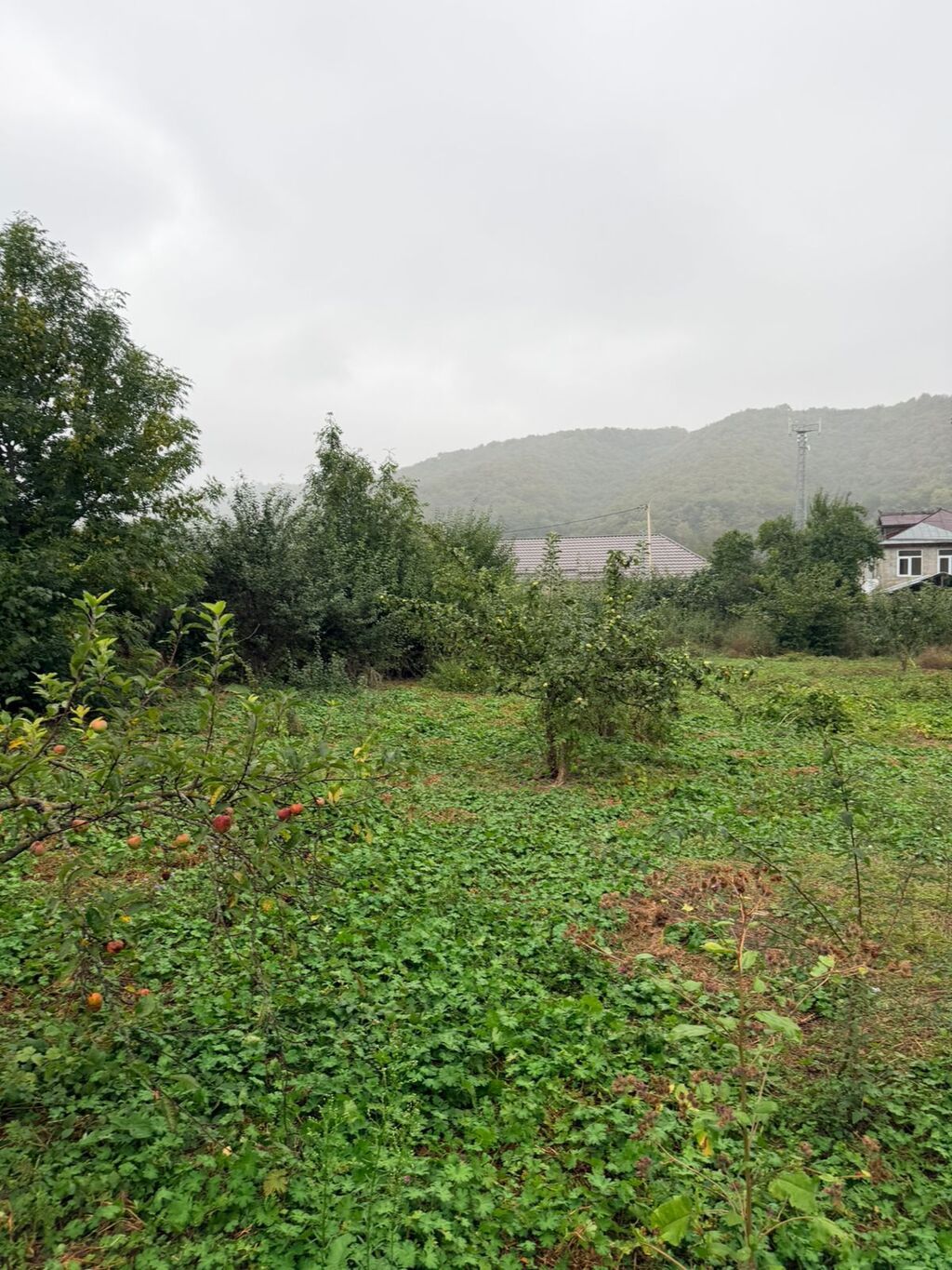 11 sot, Tikinti, Mülkiyyətçi, Kupça (Çıxarış)