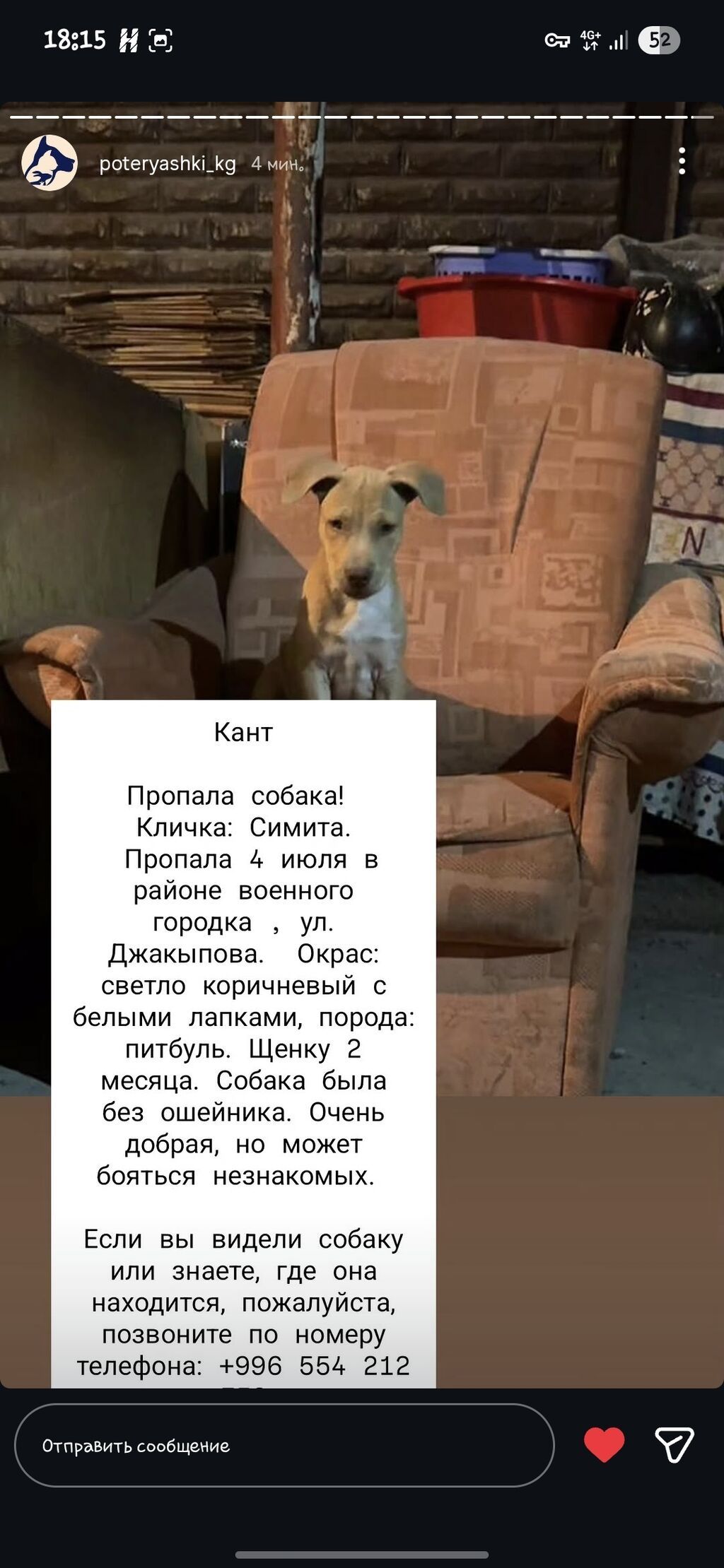 КАНТ Пропала собака Кличка: Симита. Дата и место пропажи: 4 июля — фото 2