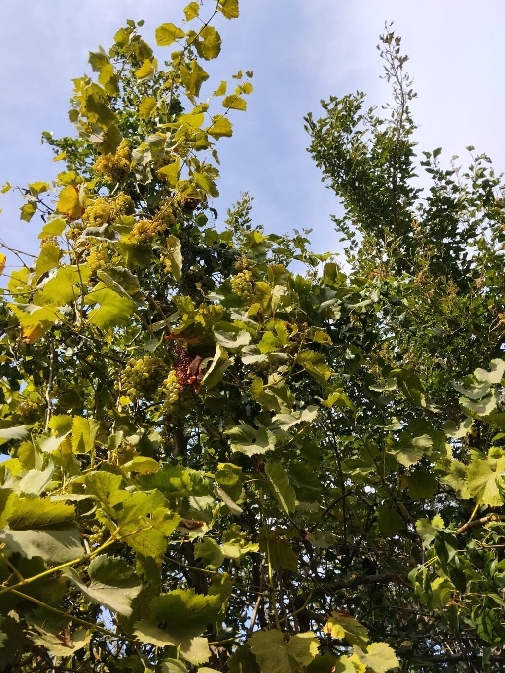 Ramana qəs. 3 otaqlı, 80 kv. m, Kredit yoxdur, Orta təmir