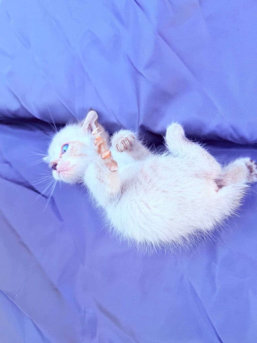 Котёнок с голубыми глазами Описание: - Очень маленький котёнок: фото 4