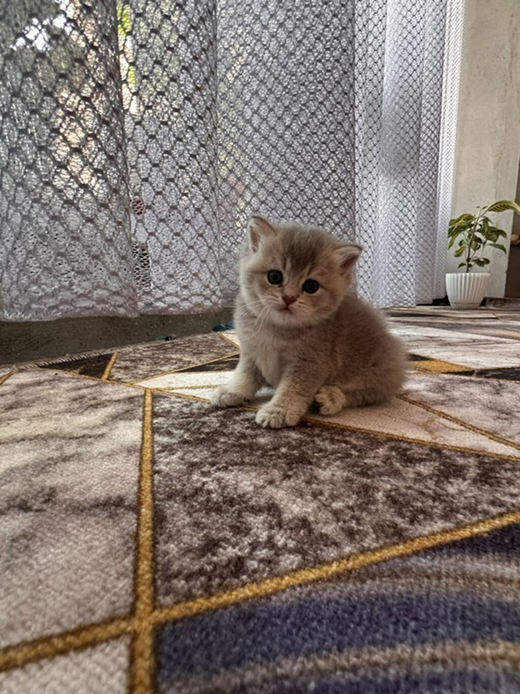 Шотландский котёнок, окрас шиншилла (серебристо-бежевый с тёплым — фото 2