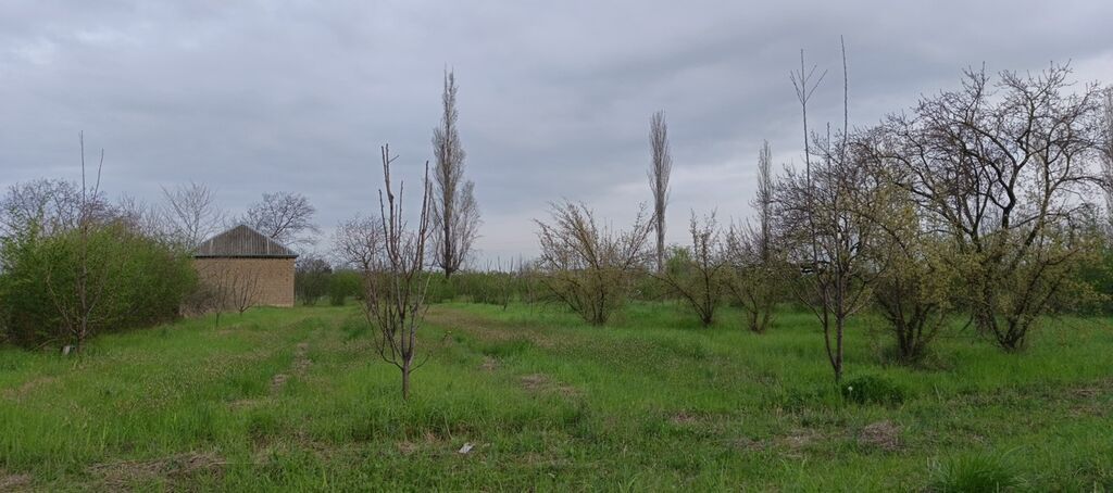 27 sot, Tikinti, Kupça (Çıxarış)