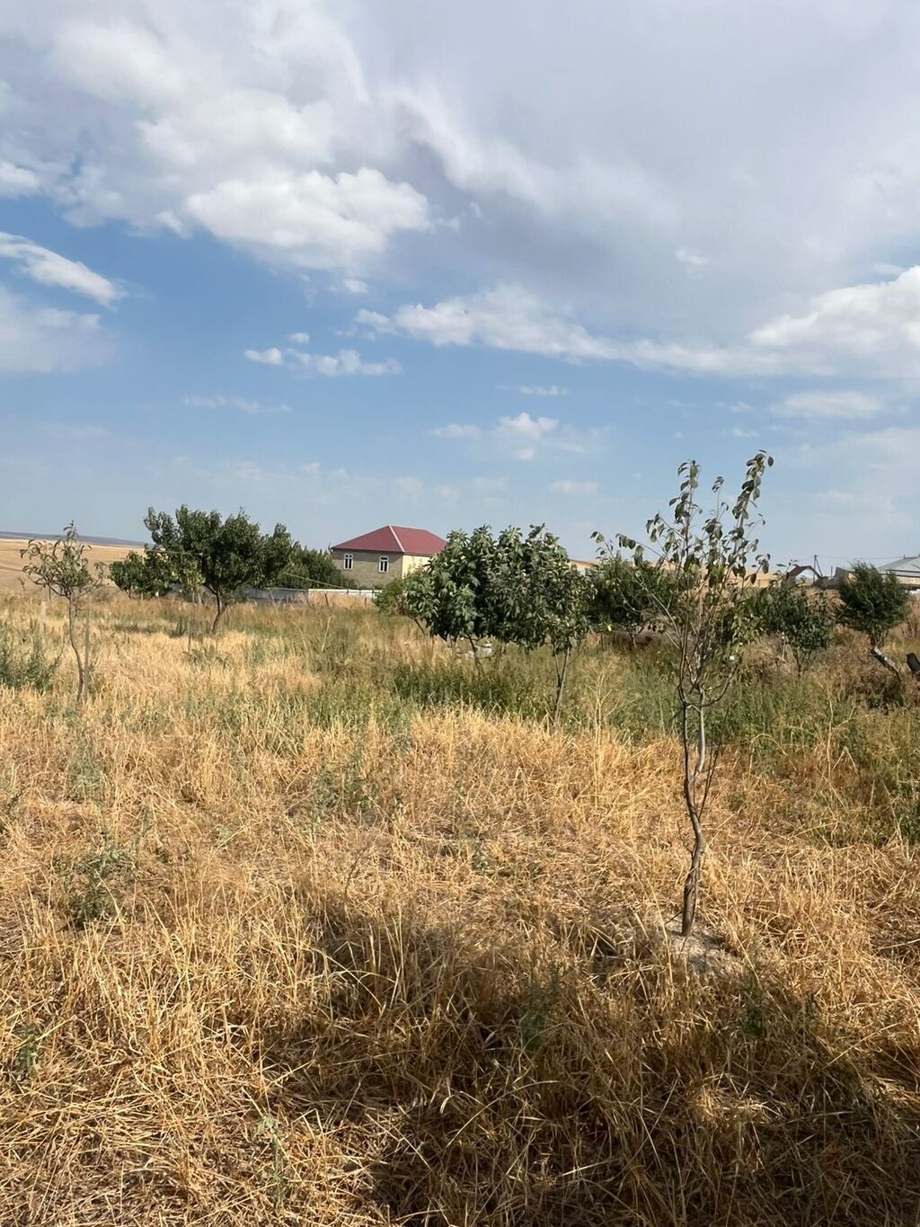 Tikinti
