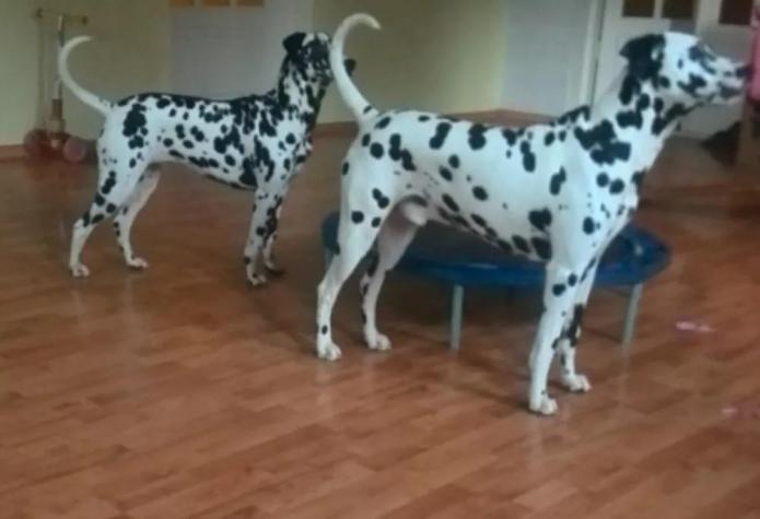 Για σκύλους: Dalmatian dog σκυλος δαλματιας σε lalafo.gr Dalmatian dog σκυλος δαλματιας σε Αθήνα