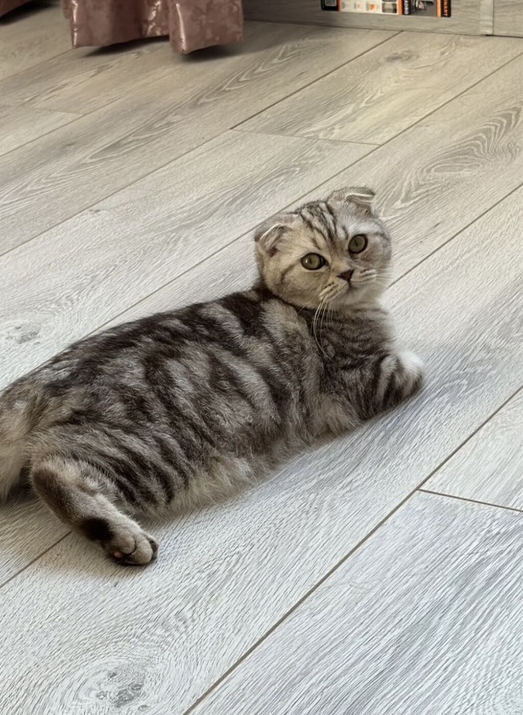 Шотландская вислоухая кошка, 1 год, даром: фото 3