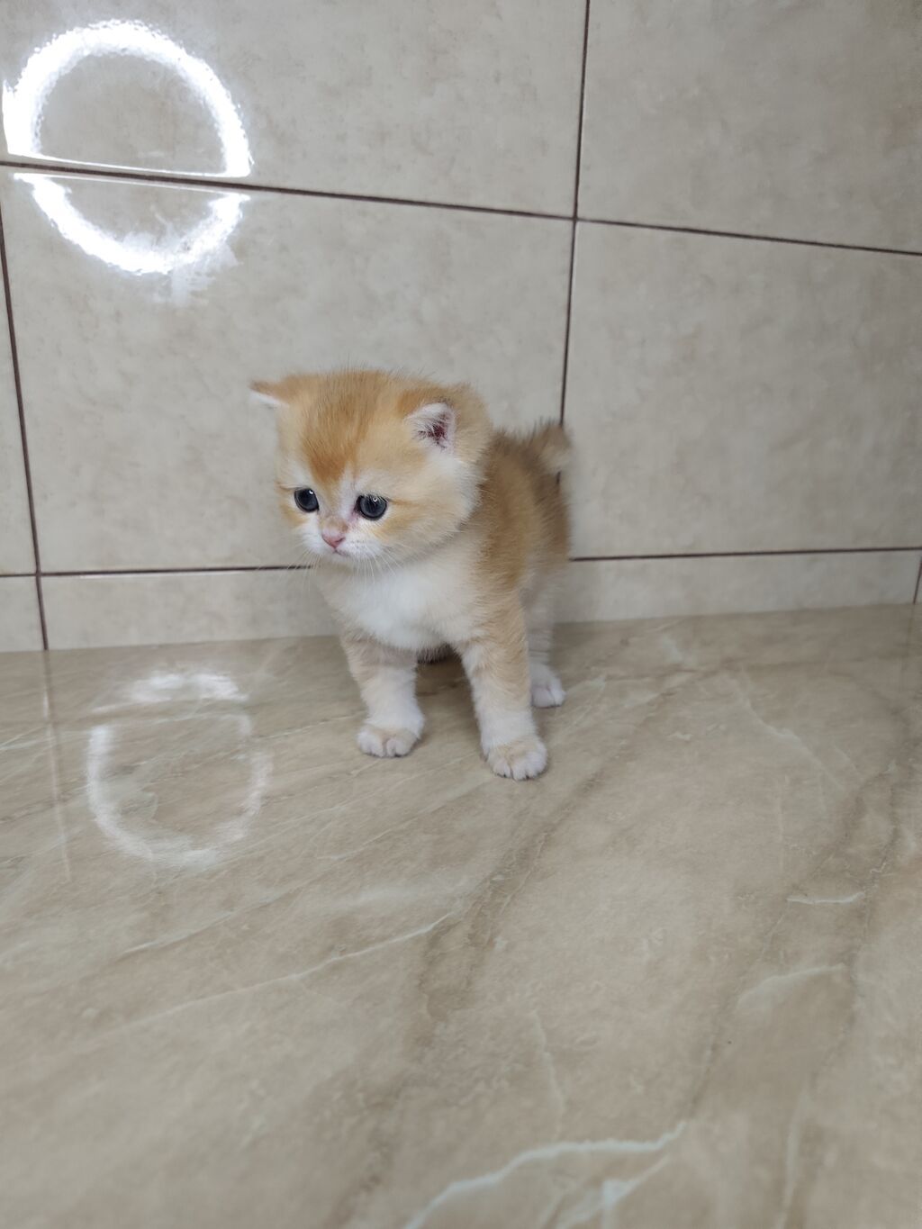 Британская короткошёрстная, 3 месяца, Мальчик, Золотая шиншилла, Приучена к лотку: фото 8