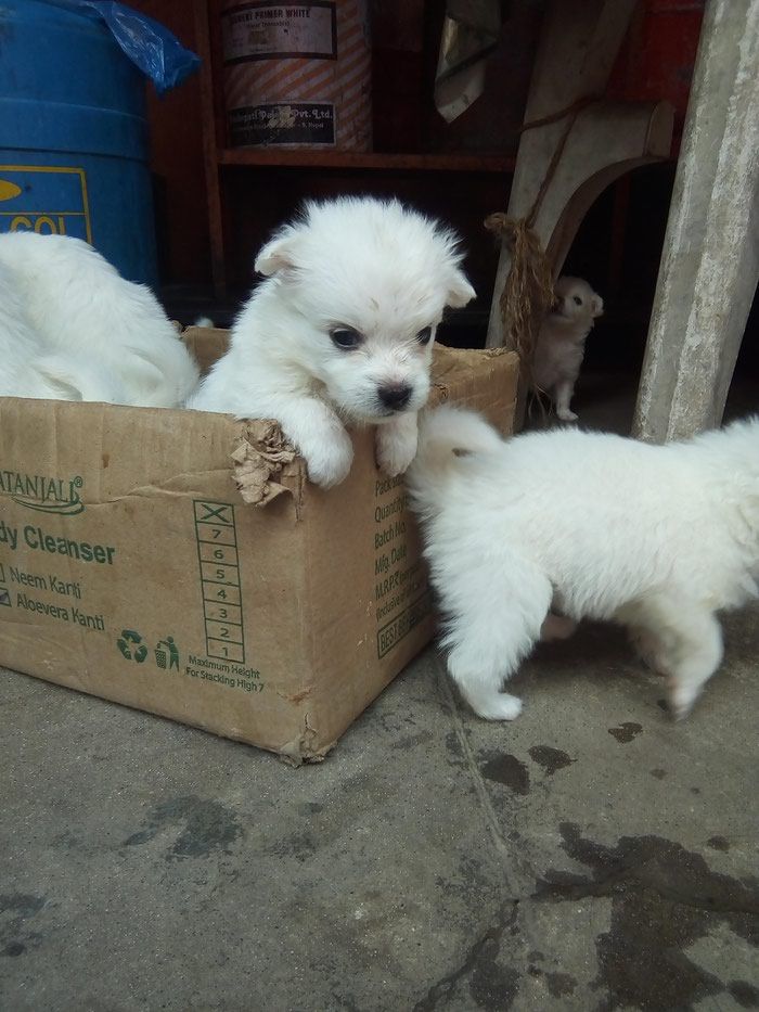Japanese Spitz puppies on sale.
Male/female:6000. Photo 0
