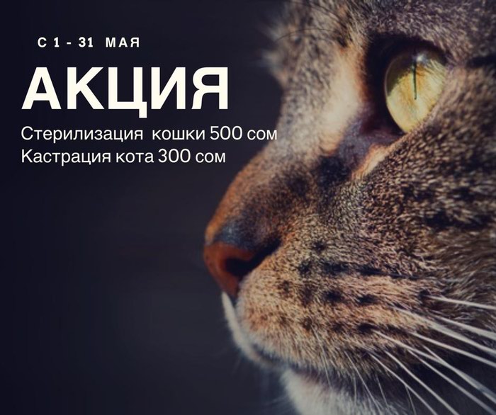 Другие услуги: на lalafo.kg в Бишкек