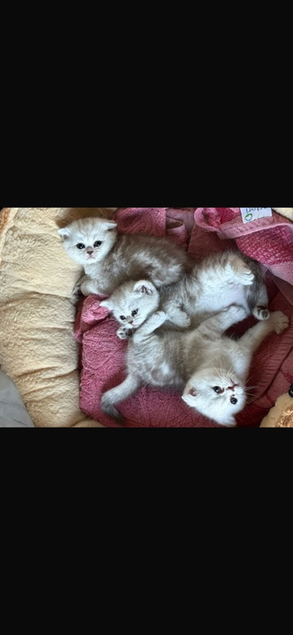 Британские короткошёрстные котята (окрас серебристый — фото 1