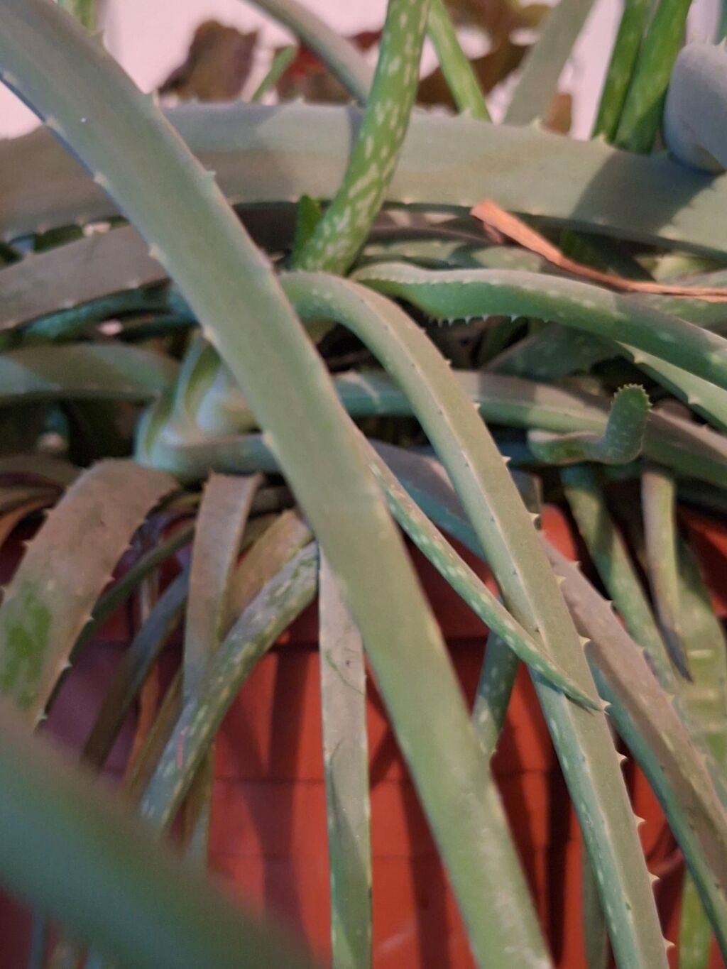 8000 сомАлоэ (вероятно, Aloe arborescens) в крупном пластиковом: фото 6