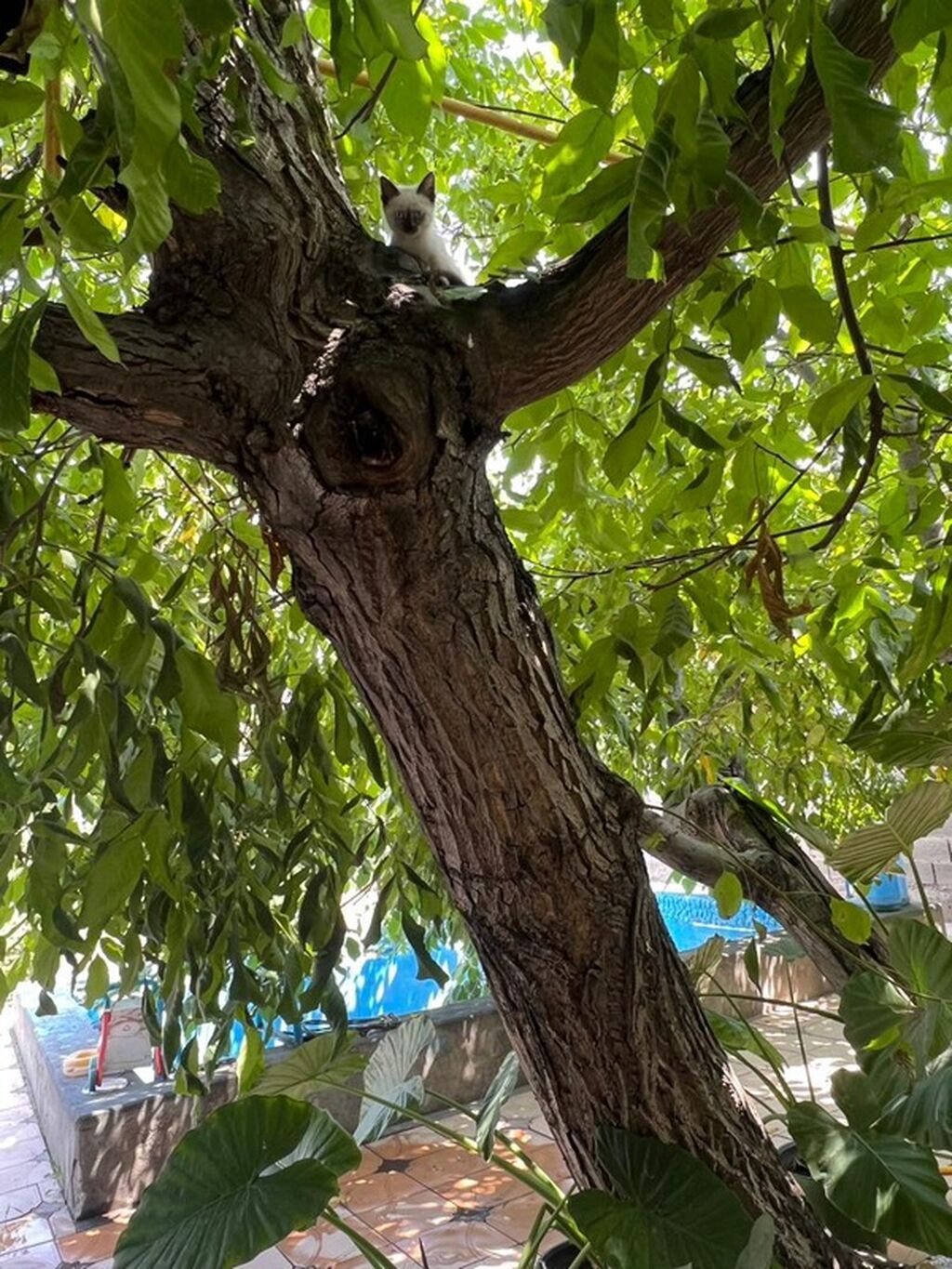 Котенок ищет любящую семью к лоток знает ласковая глаза голубые: фото 3