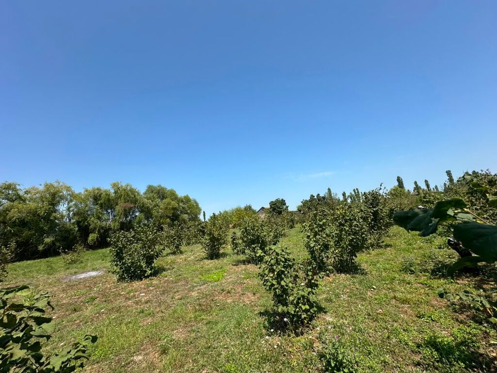 20 sot, Tikinti, Mülkiyyətçi, Kupça (Çıxarış)
