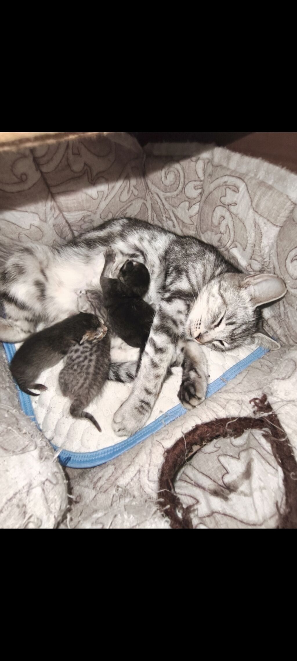 2 месяца, Мальчик, Серый, Приучена к лотку: фото 2