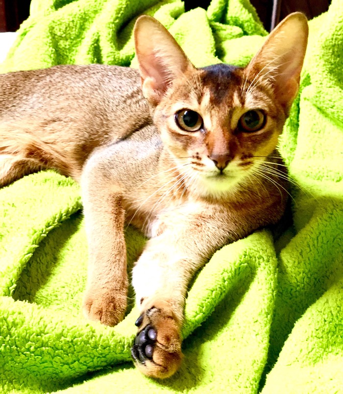 Коты: Абиссинкая кошка для случки ищет Абиссинского кота на lalafo.az Абиссинкая кошка для случки ищет Абиссинского кота в Баку