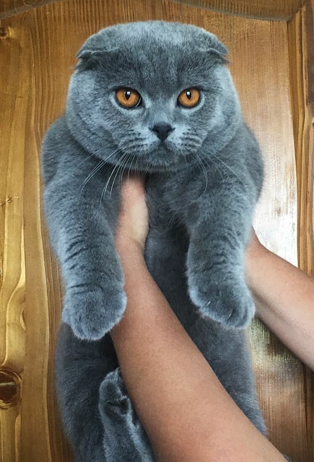 Продаю Клубный Кот Scottish Fold Вислоухий: 6000 KGS ᐈ Коты | Бишкек ...