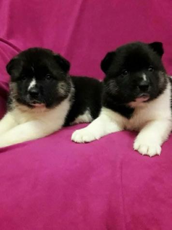 Για σκύλους: American Akita ΑΜΕΡΙΚΑΝΙΚΟ ΑΚΙΤΑ σε lalafo.gr American Akita ΑΜΕΡΙΚΑΝΙΚΟ ΑΚΙΤΑ σε Αθήνα