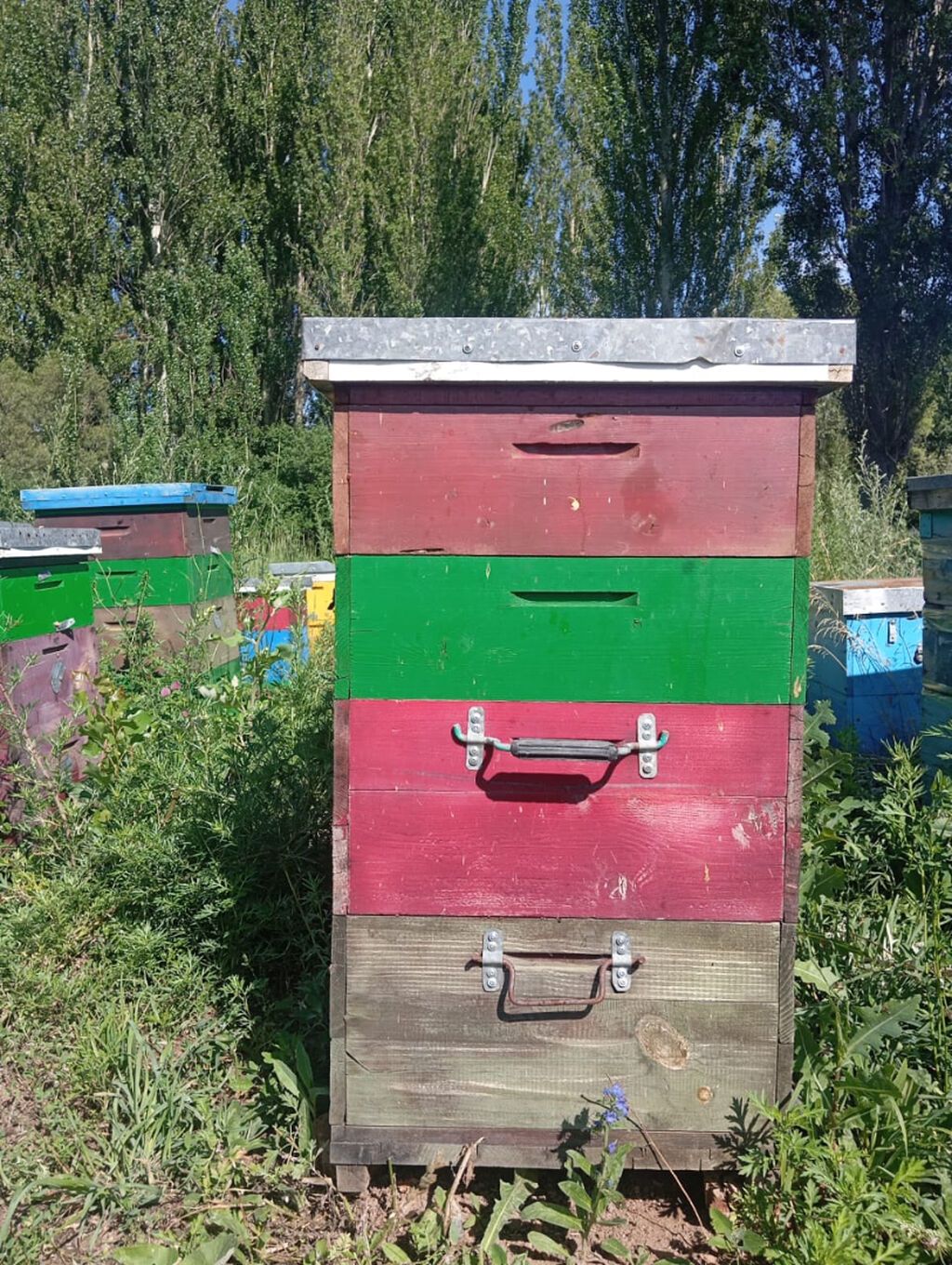 Улики с пчёлами - Пчелиные семьи в многокорпусных деревянных ульях: фото 2