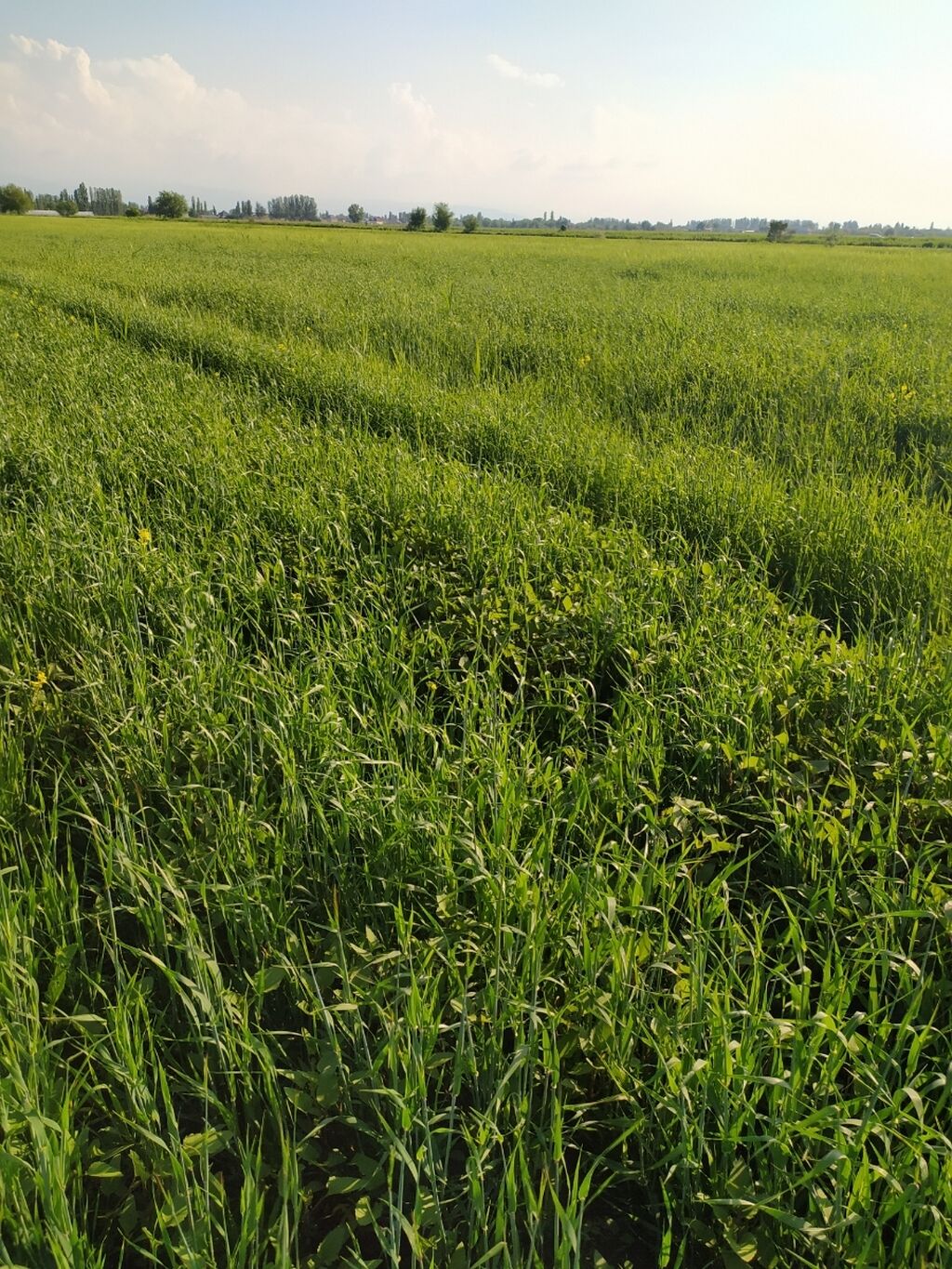 Продажа участков: Срочная продажа, Тех паспорт — 1