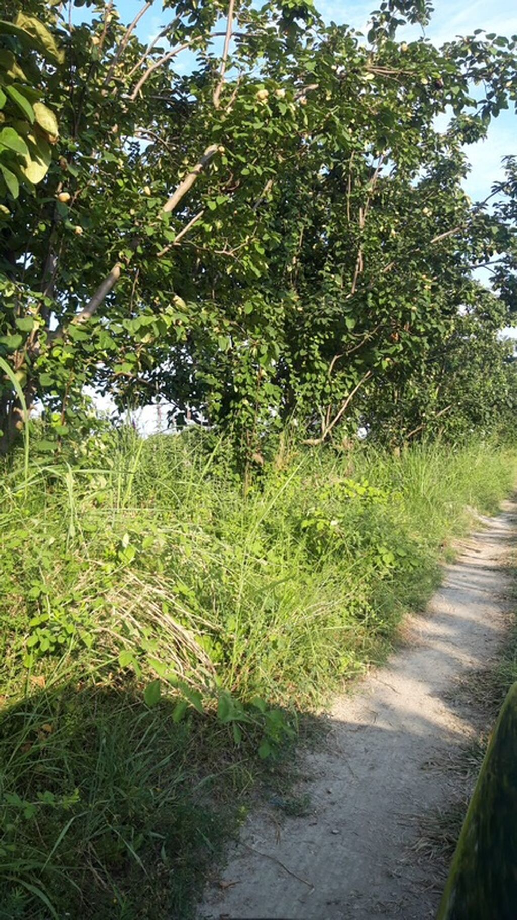 300 sot, Biznes üçün, Mülkiyyətçi, Kupça (Çıxarış)